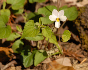 2008-03-30_22 Viola Western Heart's Ease Cropped Thumbnail.jpg - 37551 Bytes